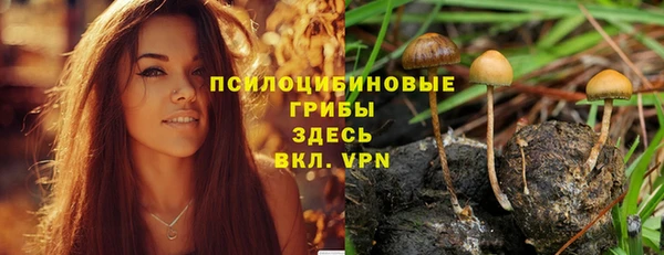 прущие грибы Абаза